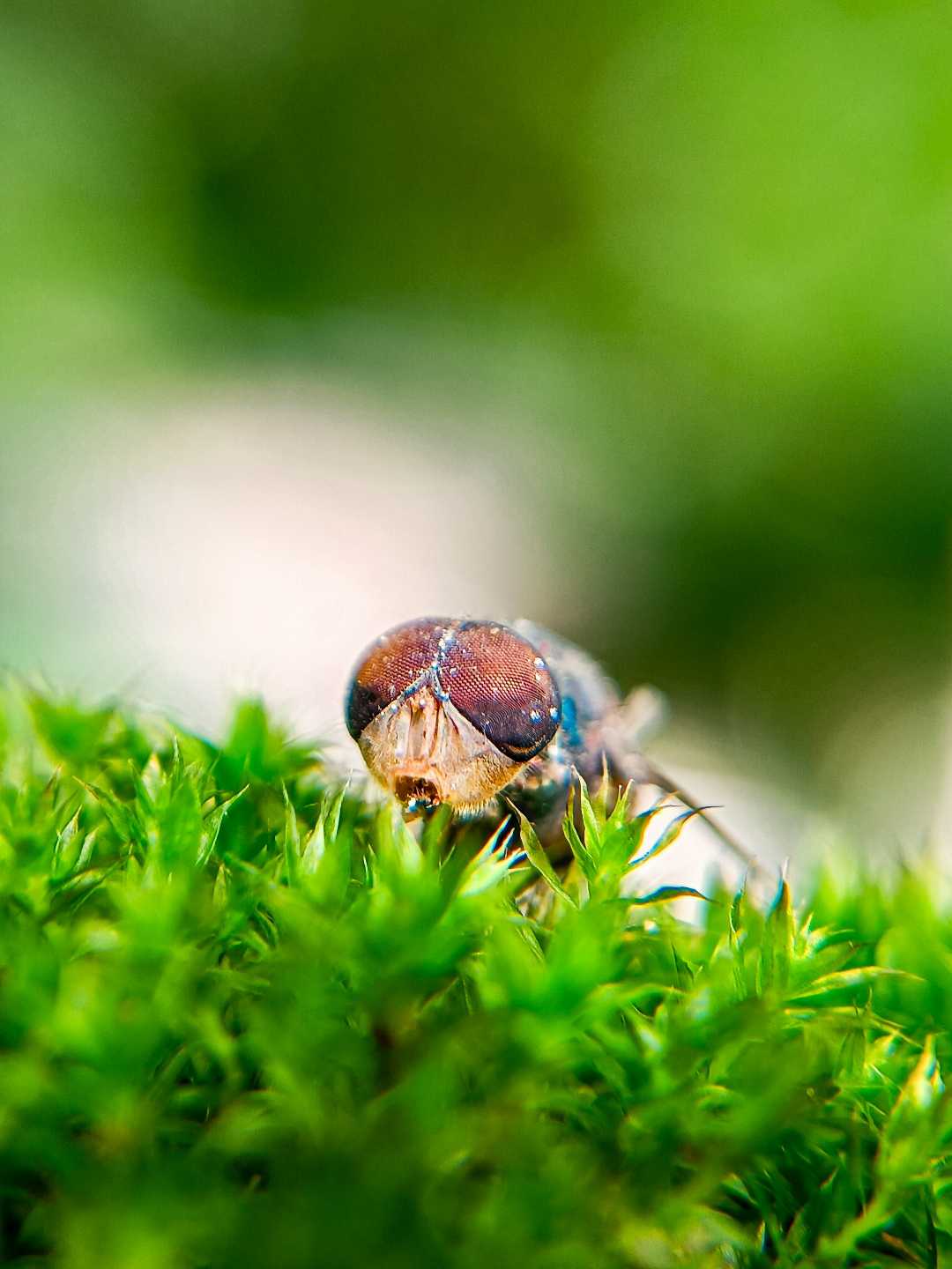 Macro 