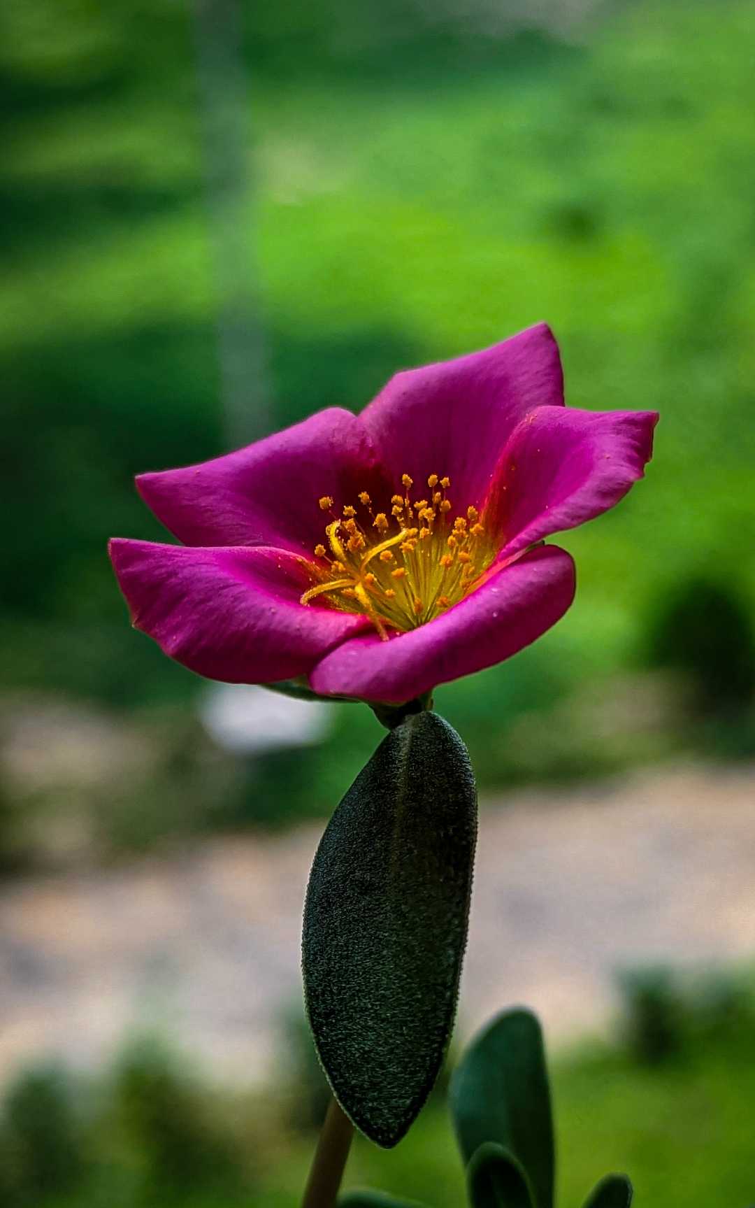 Moss Rose:Office-Time Flower🌸