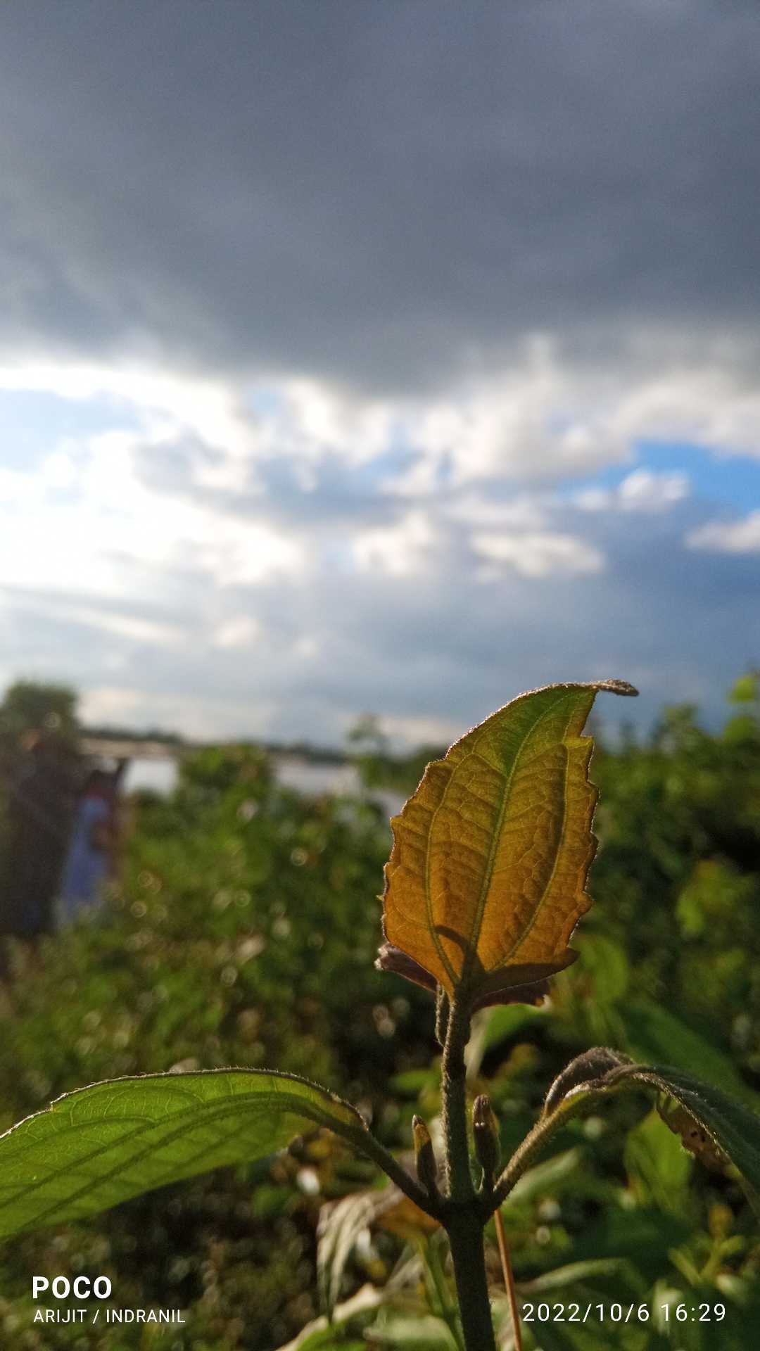New Leaf 🌱