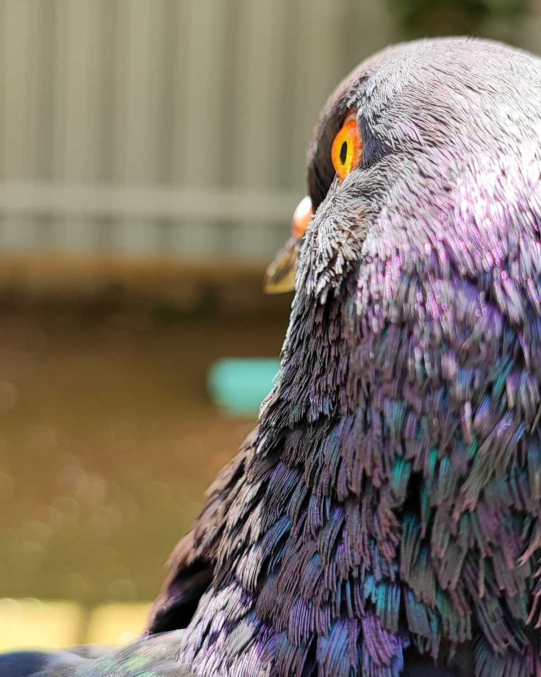 Pigeon