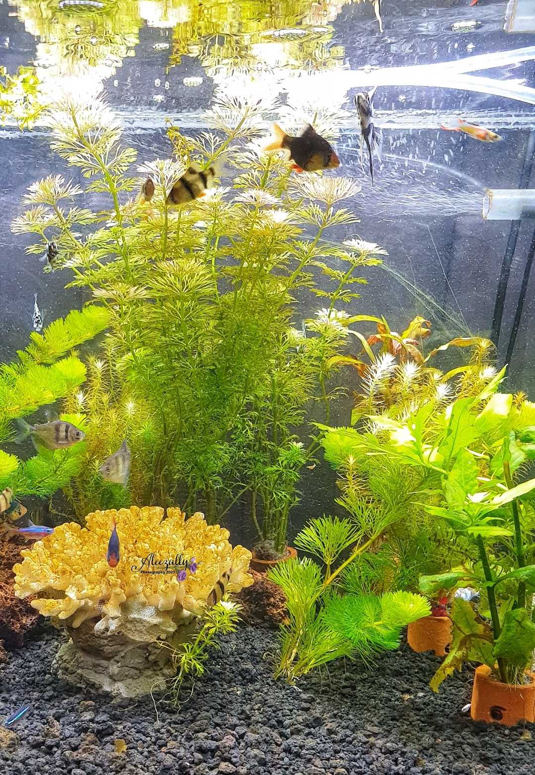 ALL ABOUT WATER (AQUARIUM)
