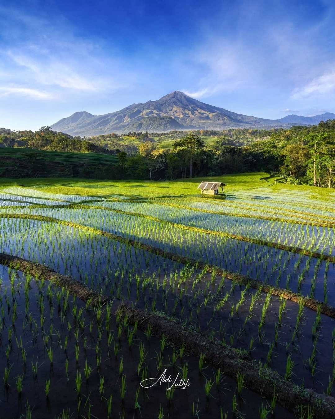 Beautiful Ricefields in trawas