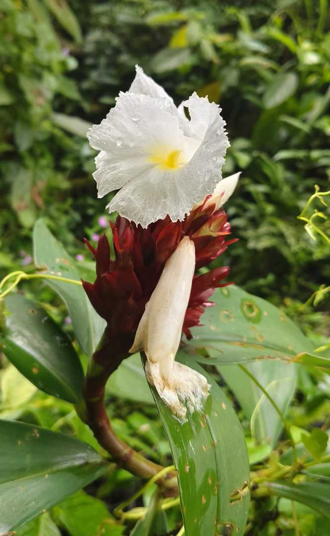 Crepe Ginger Flower