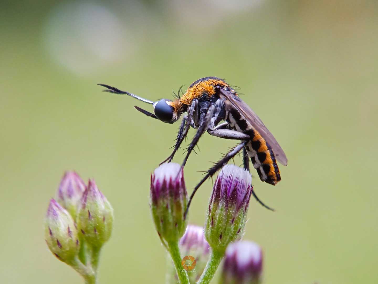 Toxophora