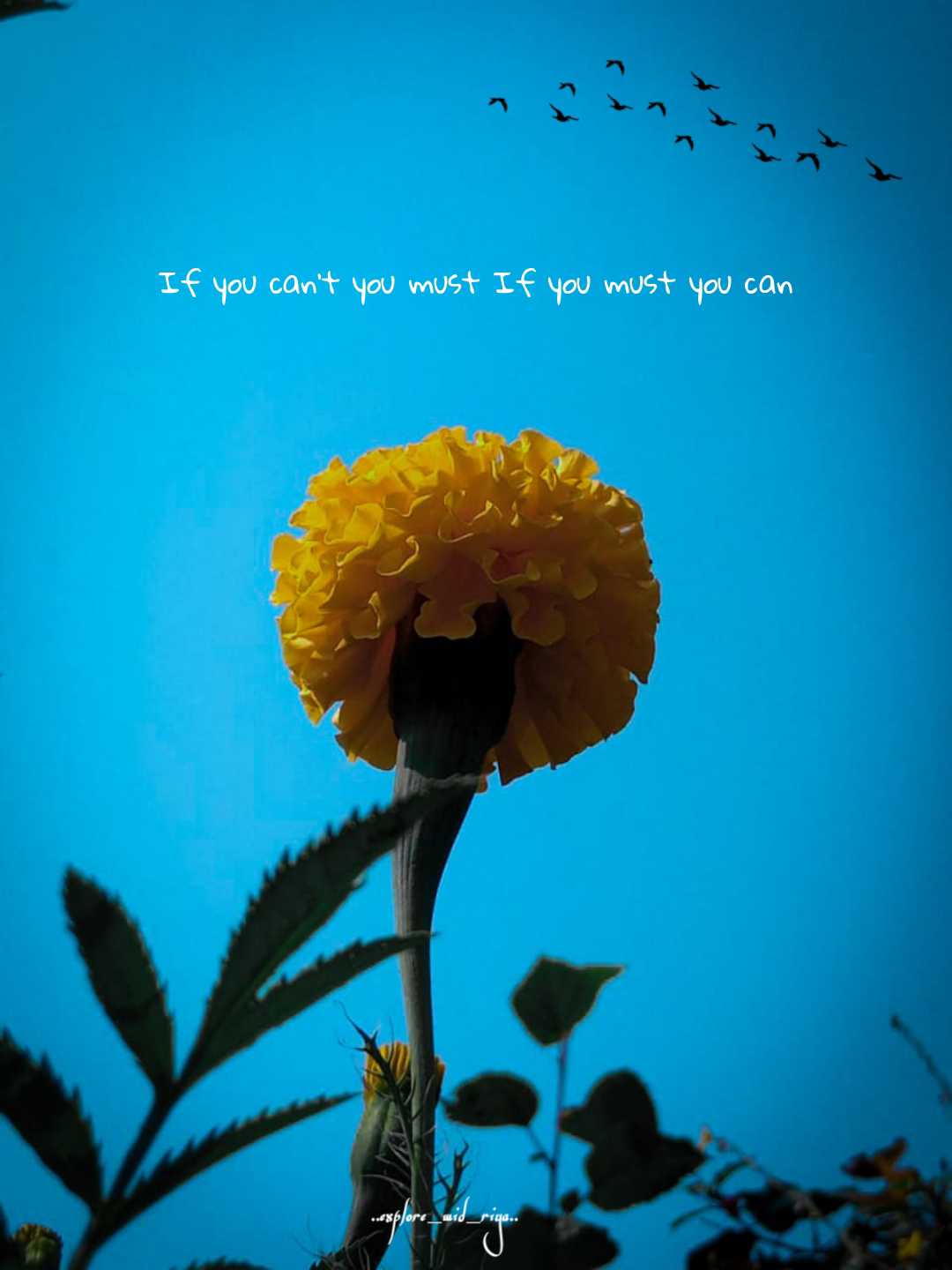 🌼FLOWERS🌼