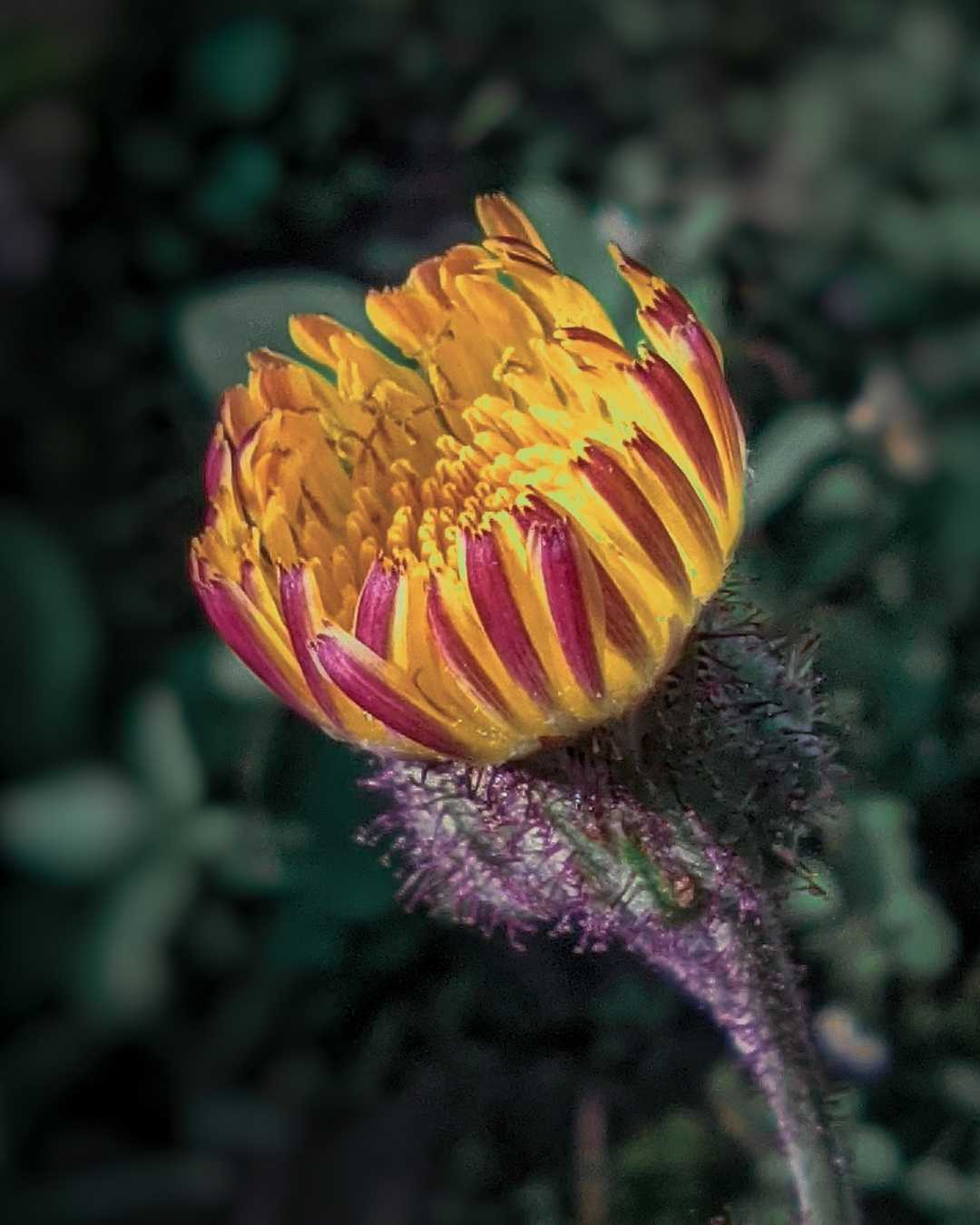 Pilosella officinarum 