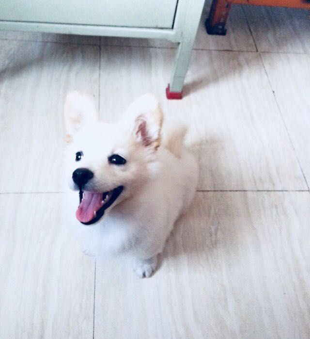 Pom 🐶