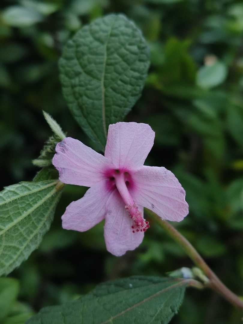 Pulutan