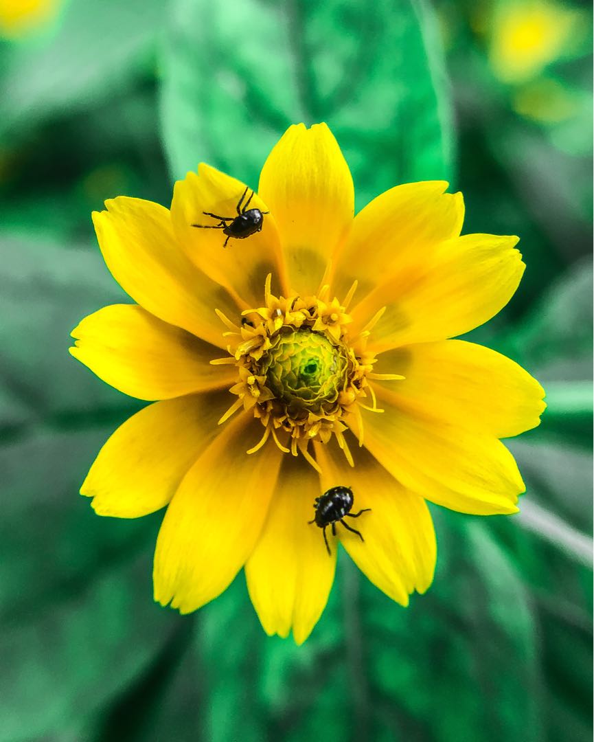Bunga chafers || Kumbang Bunga
