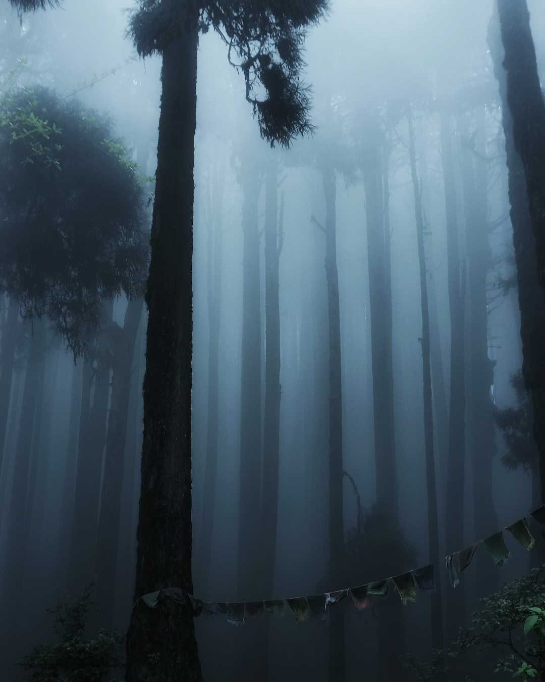 Pine Forest