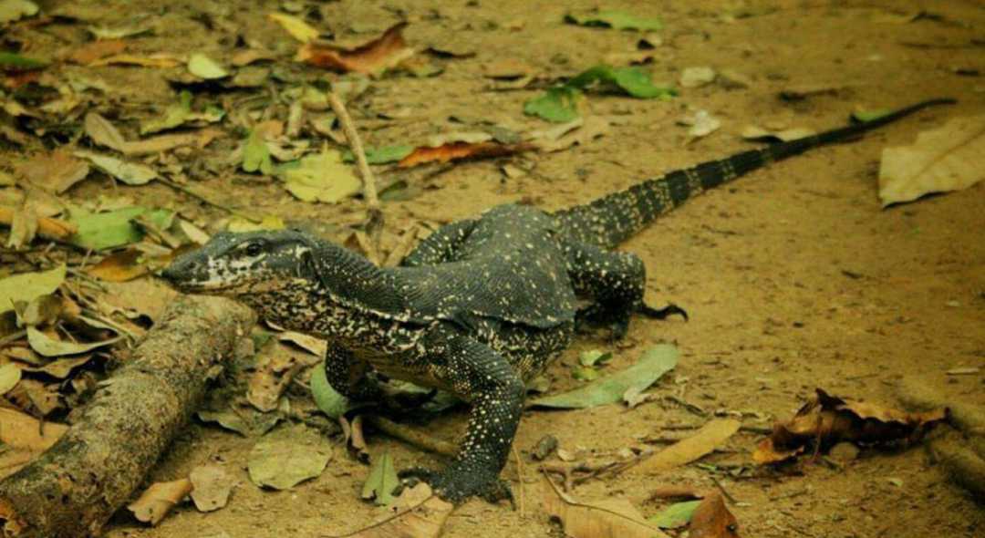 Bayawak(Monitor Lizard)