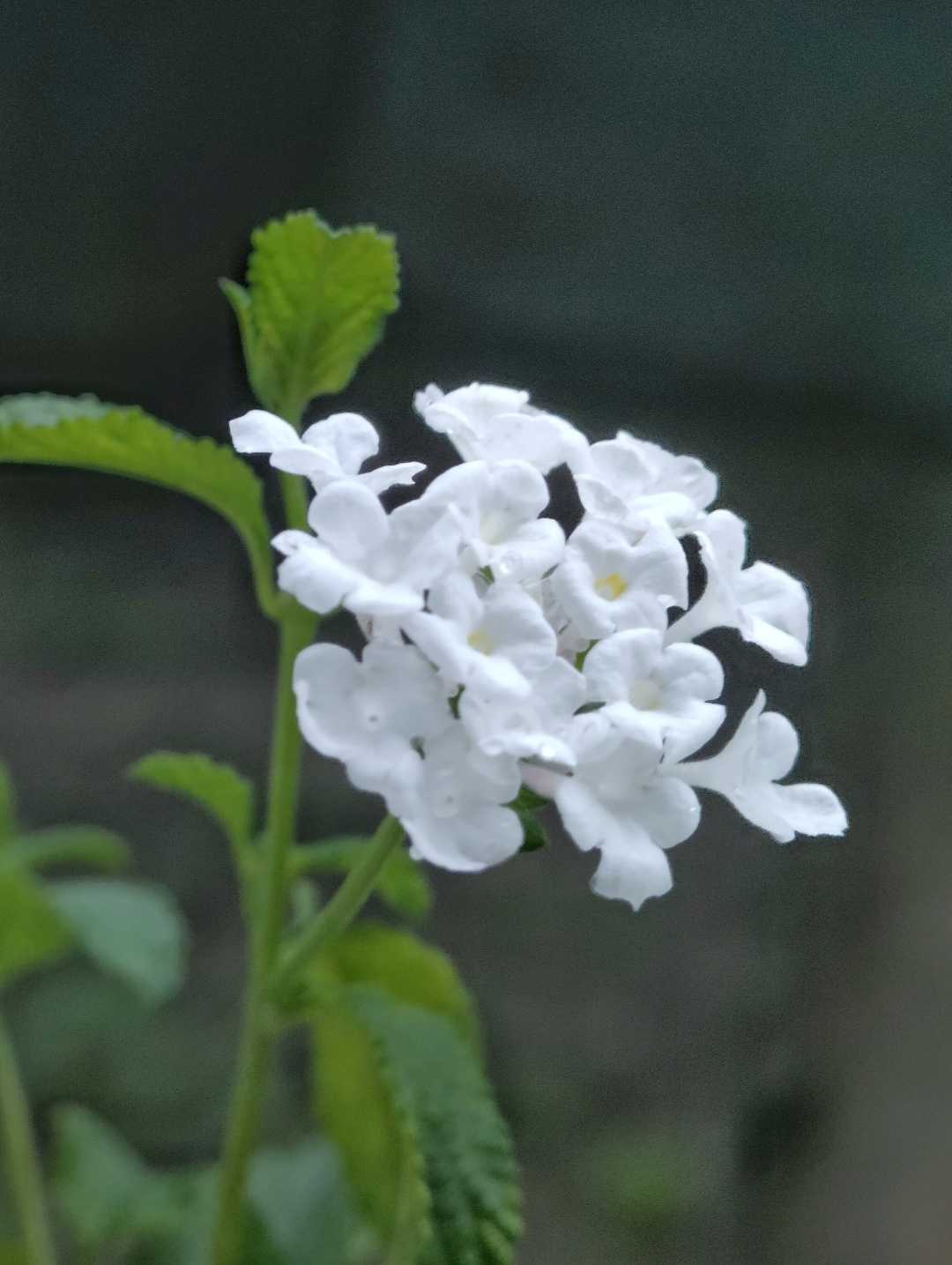 Lantana involucrata