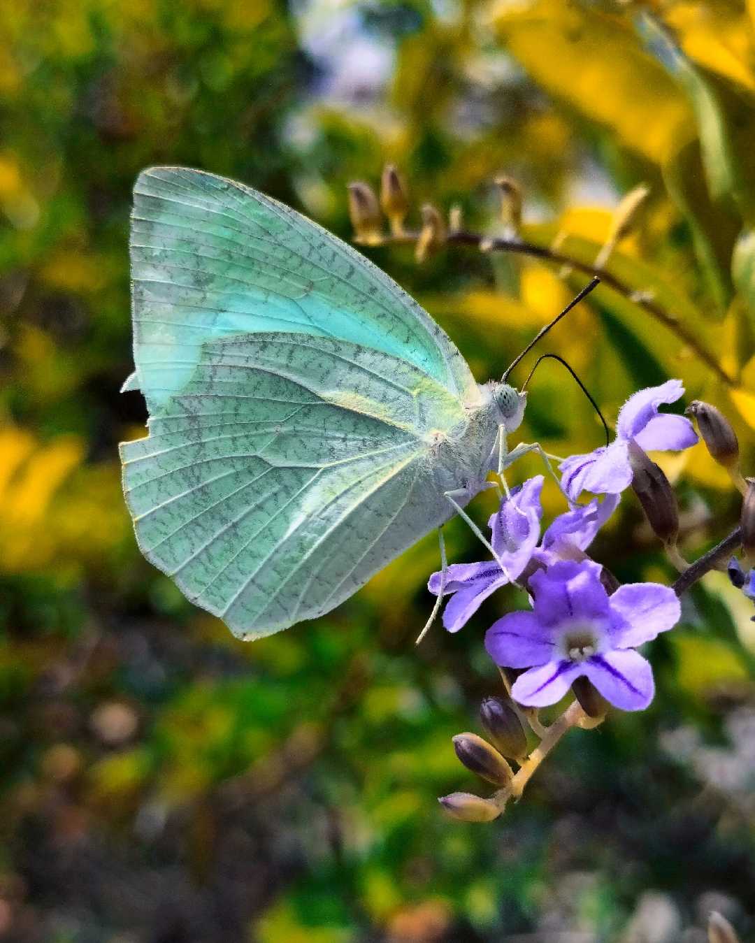 Beautiful Butterfly 🦋