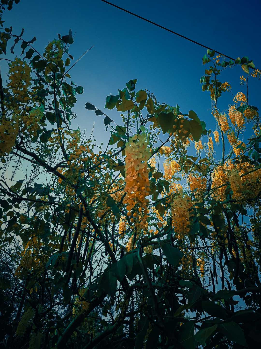 Loaded with Yellow Flowers😍