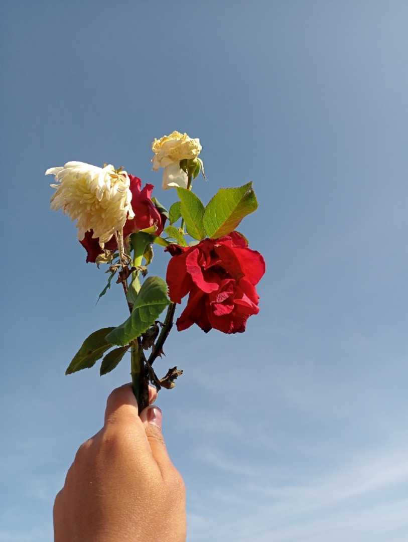 Flower