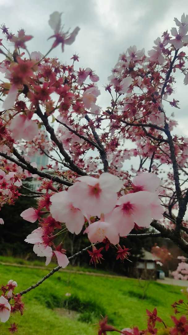 Sakura zamanı 