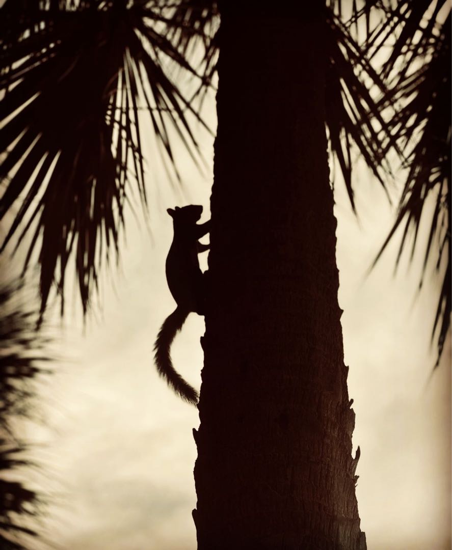La 🐿️