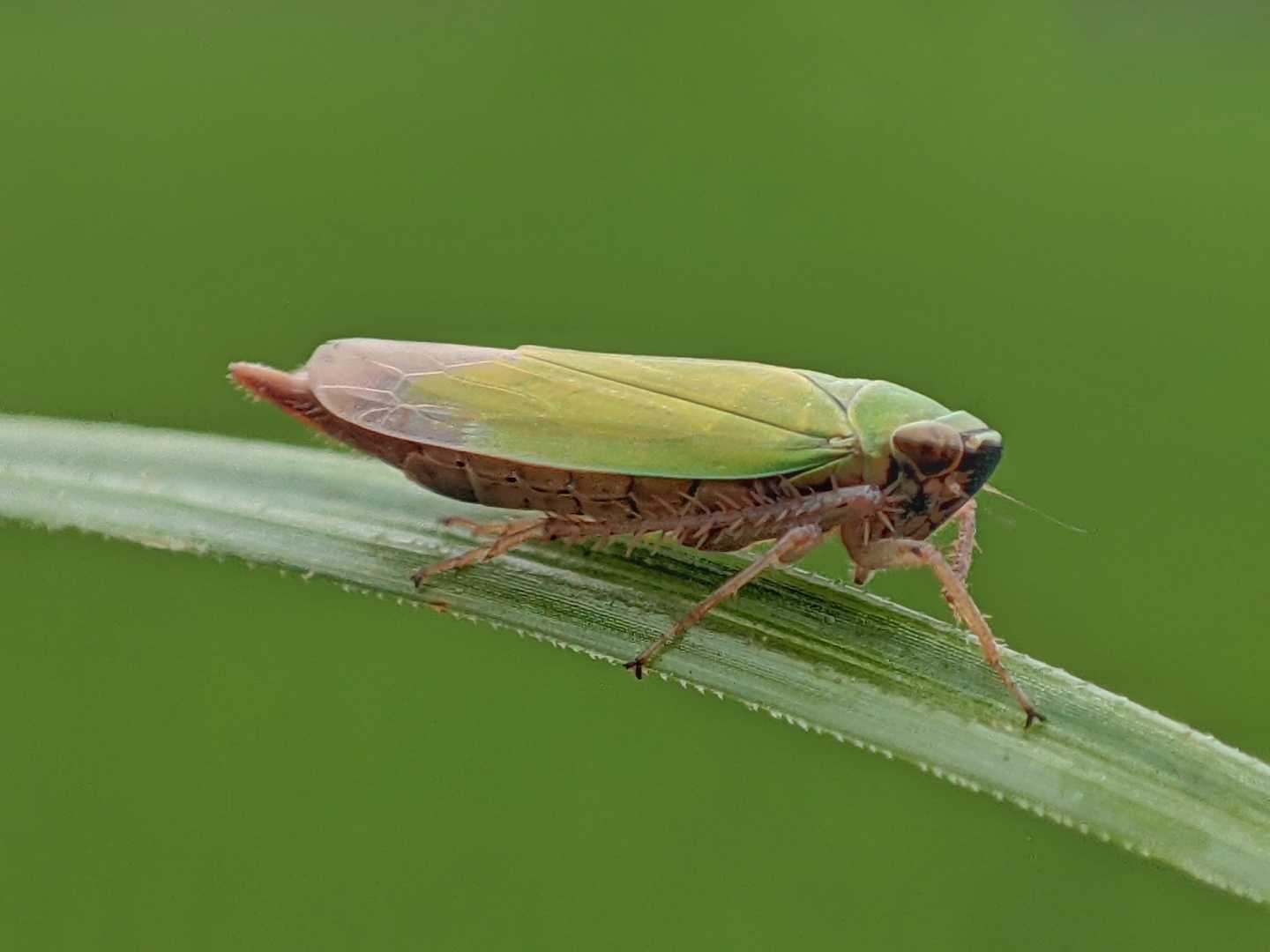 Cicadella