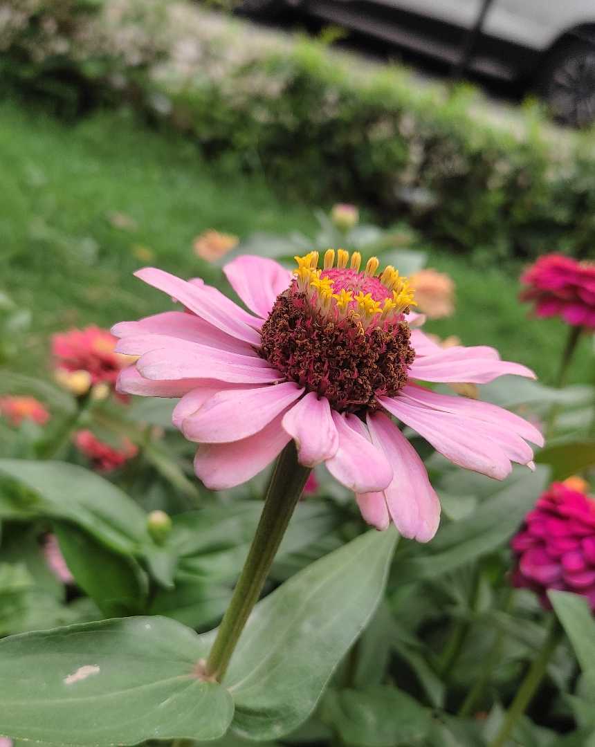 A Beautiful Flowers 🌸