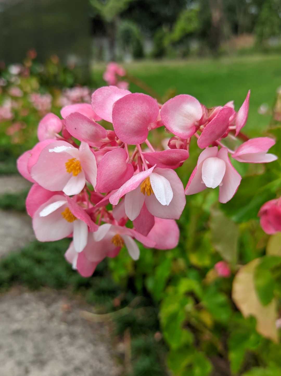 Begonia