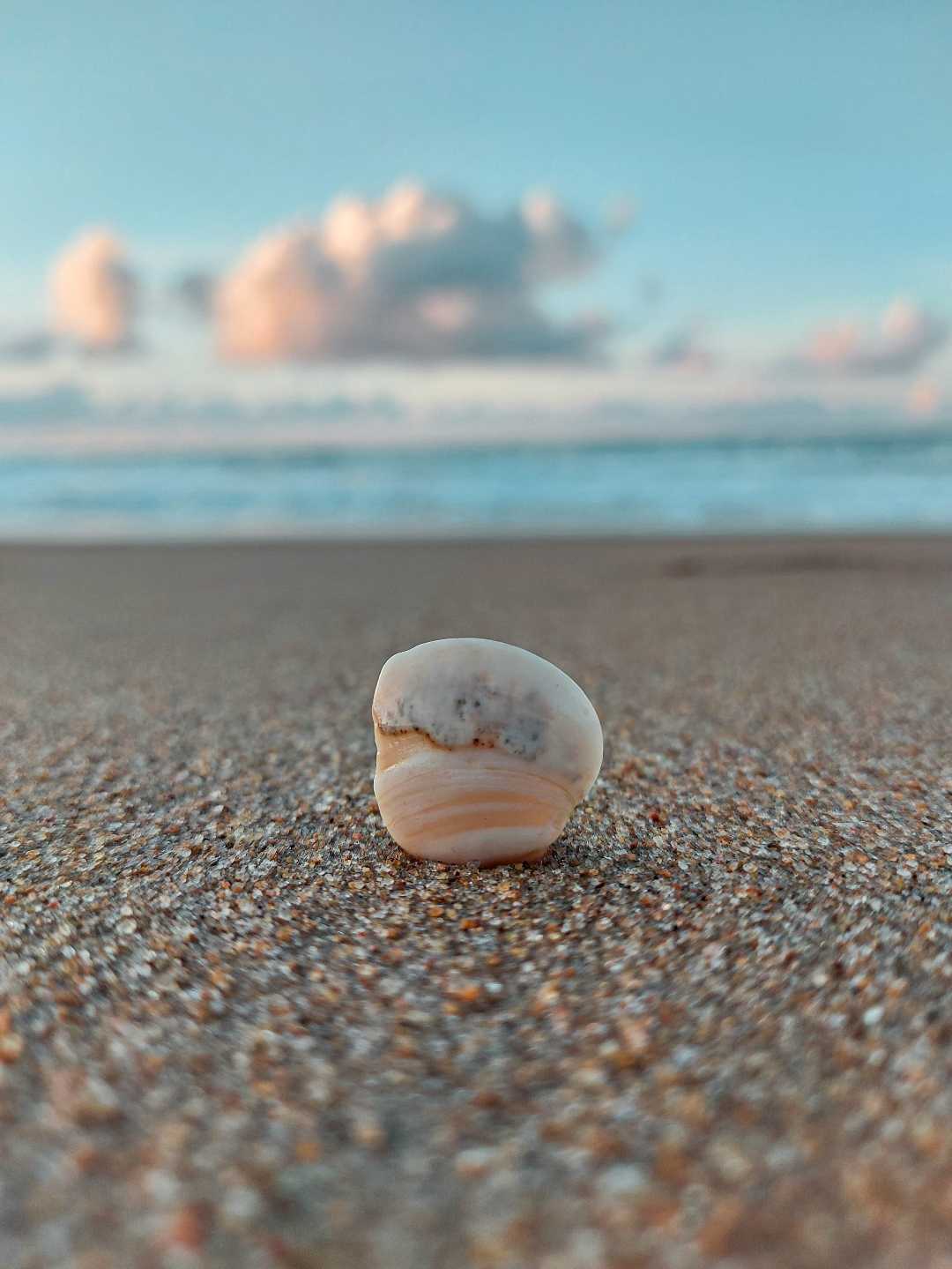 THE SHELL 