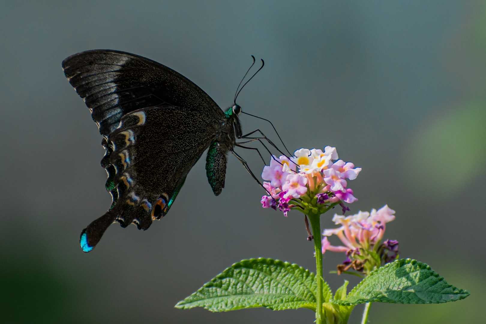 Common Banded Peacock