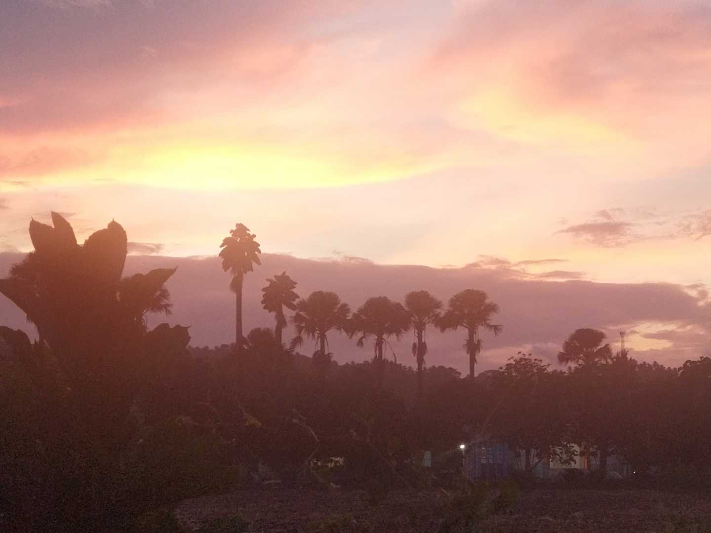 Silhouette of Tall Trees