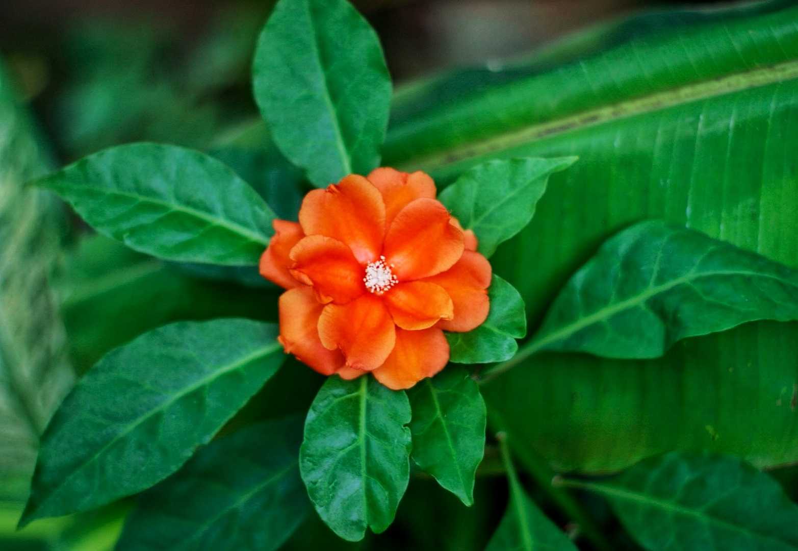 Jardín botánico 