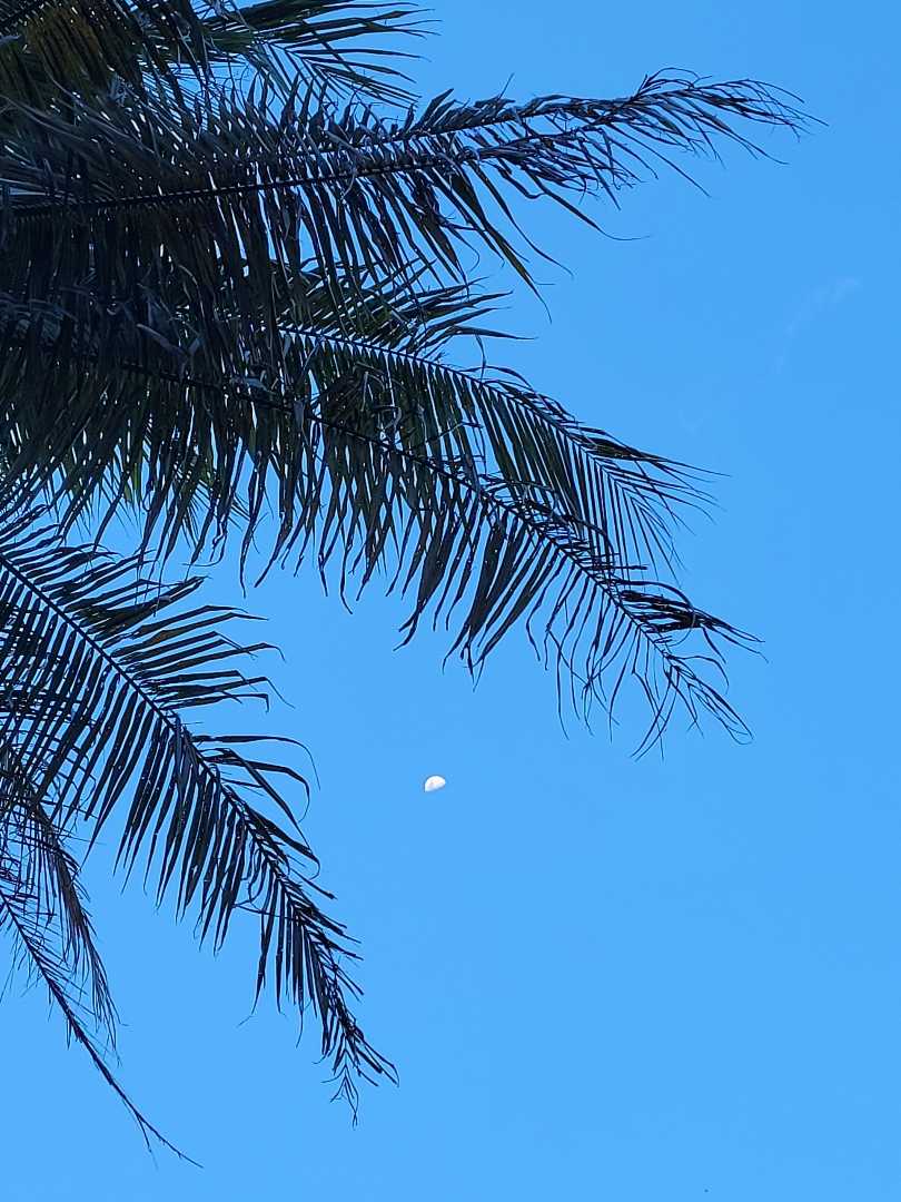 🌴