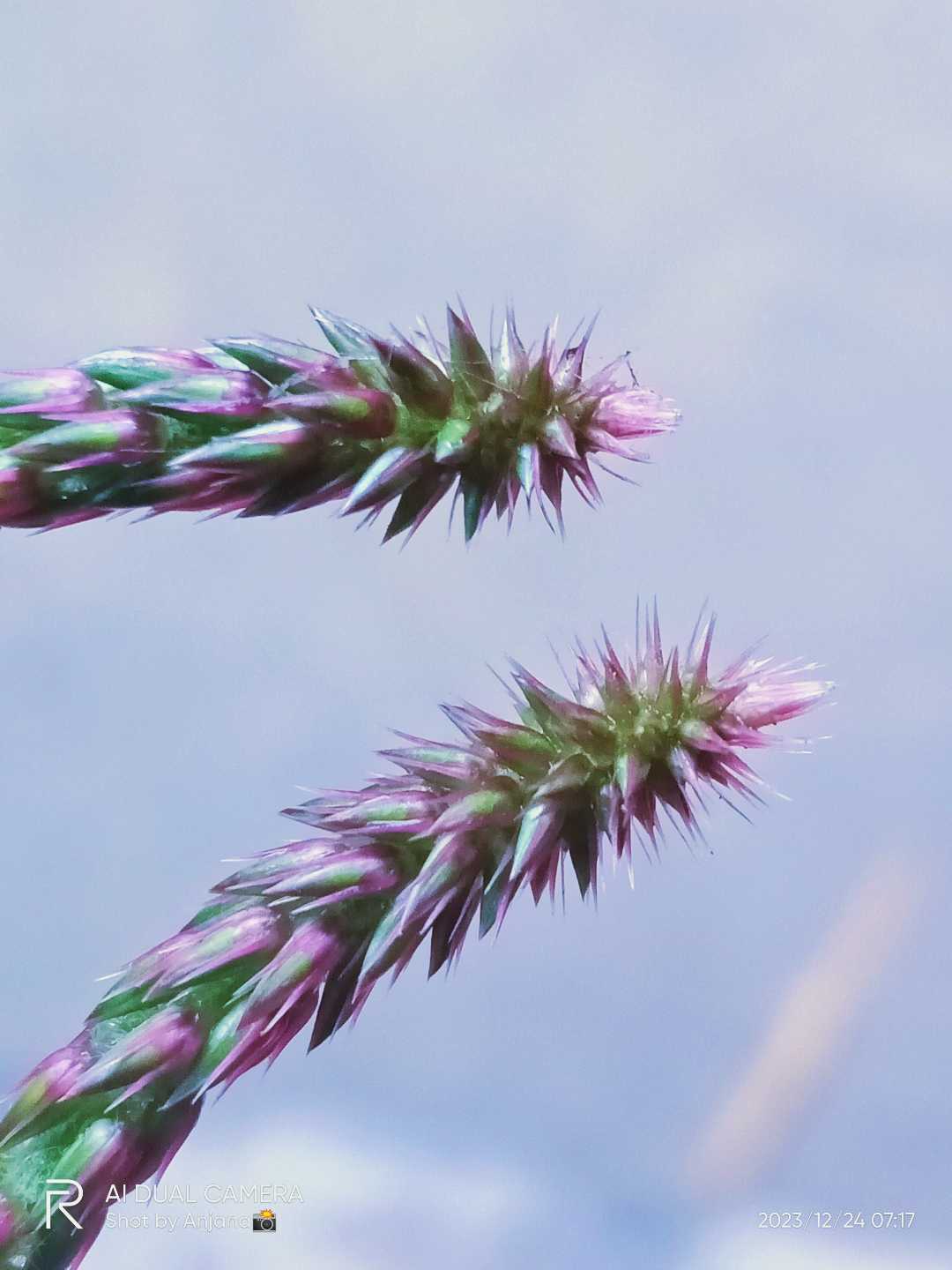 little Grass 🌾