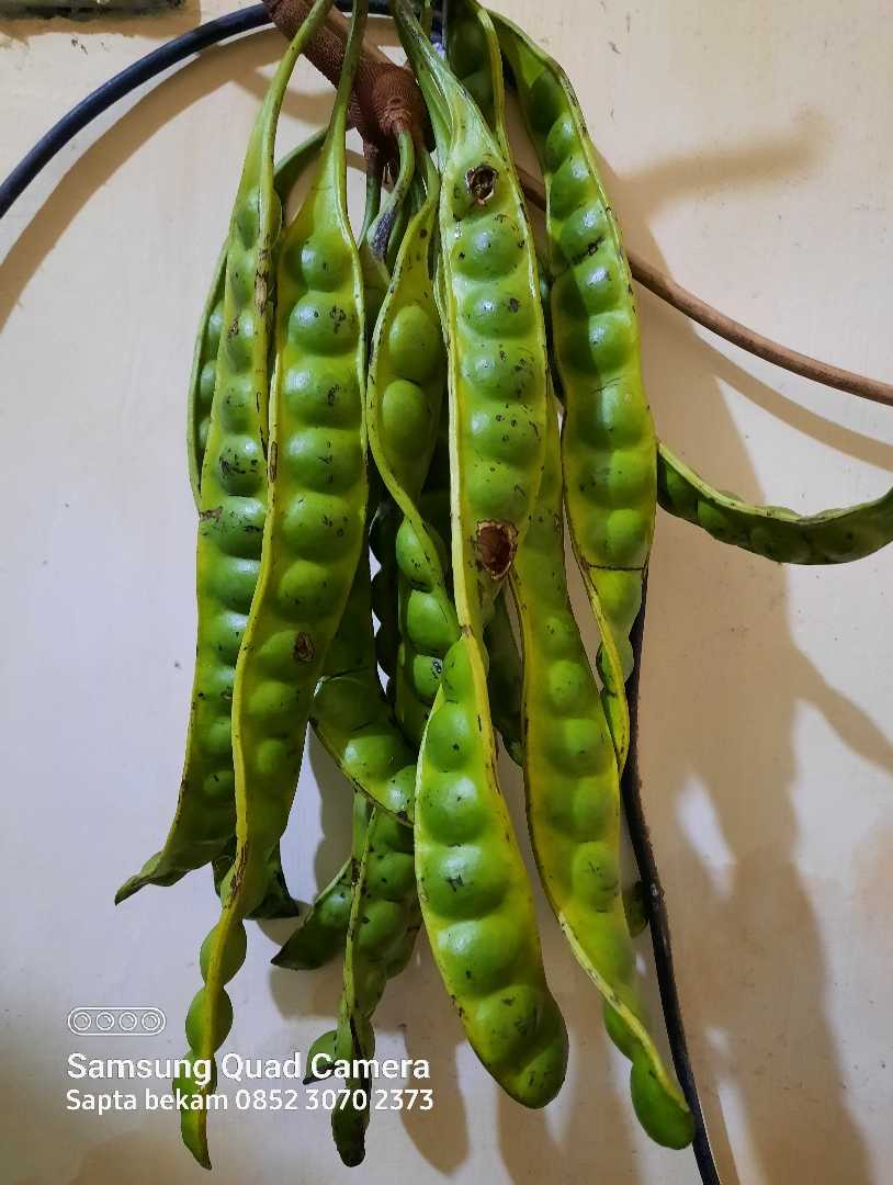 Petai