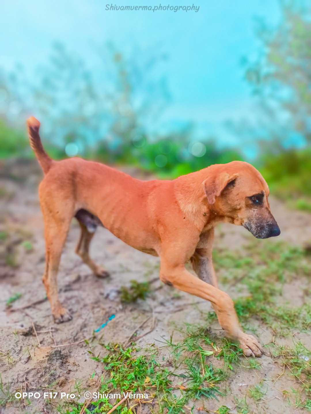 Dog 🐕