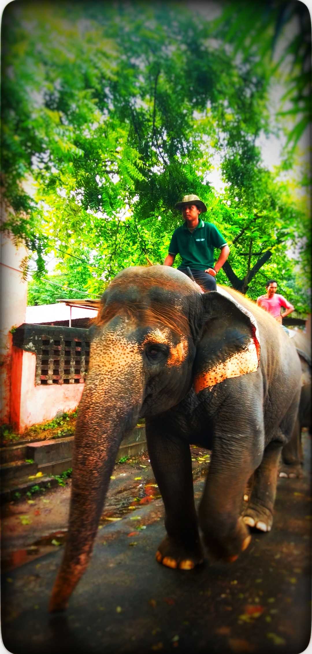 The Mahout