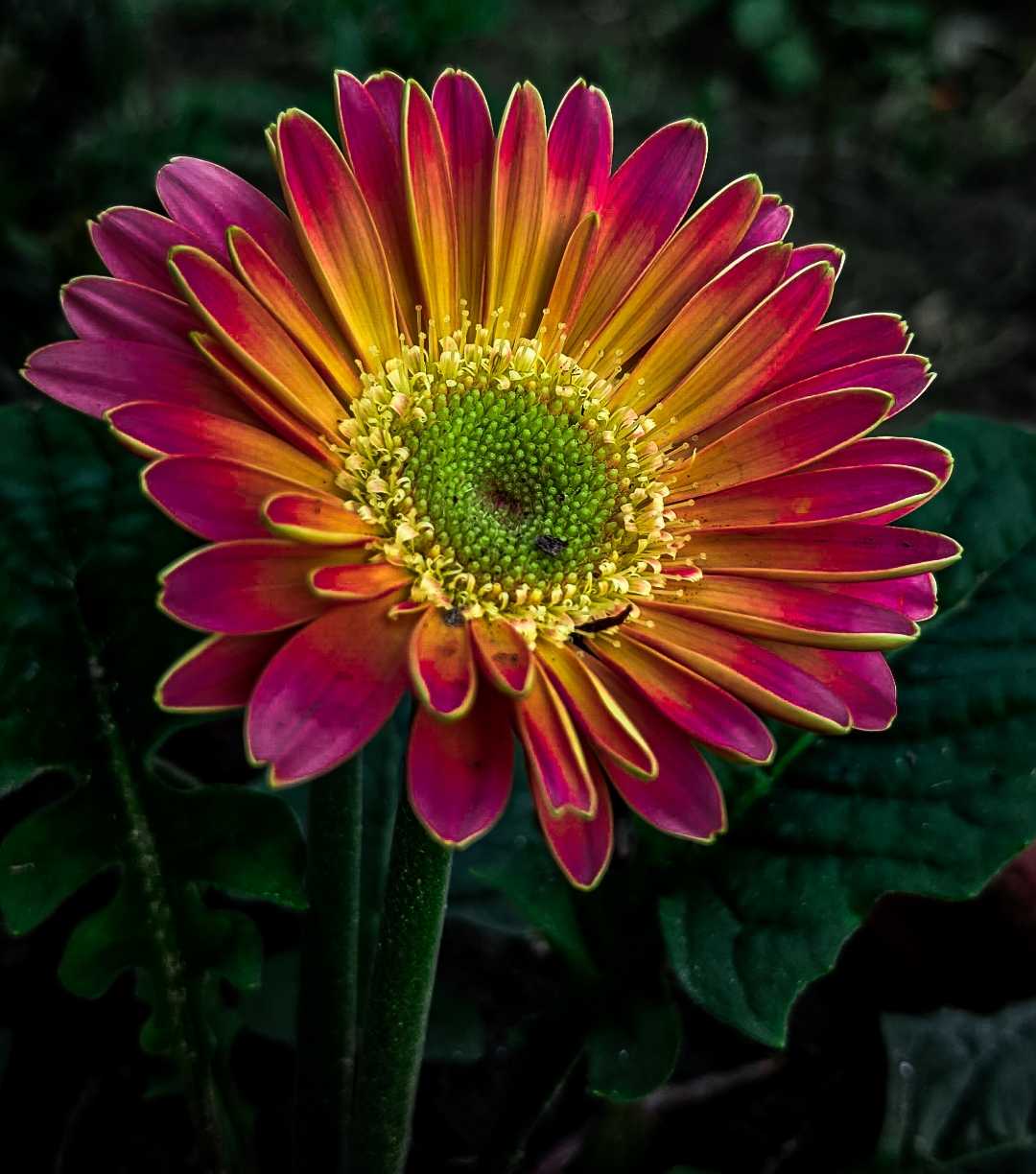 Barberton daisy 🌸✨ colourfull flower 🤗✨