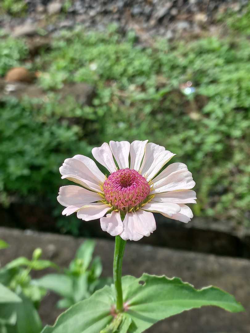 Zinia