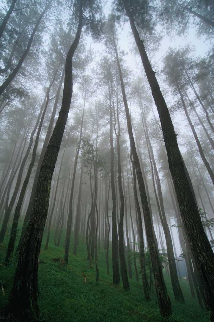 Hutan Pinus Bulu Tanah