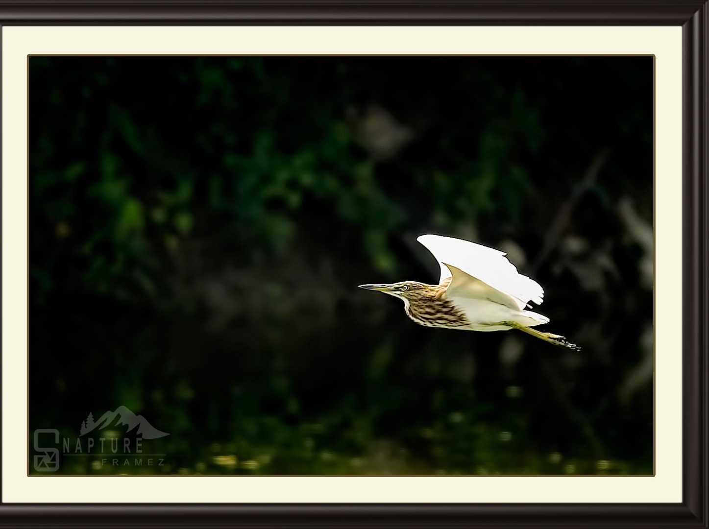 Indian Pond Heron