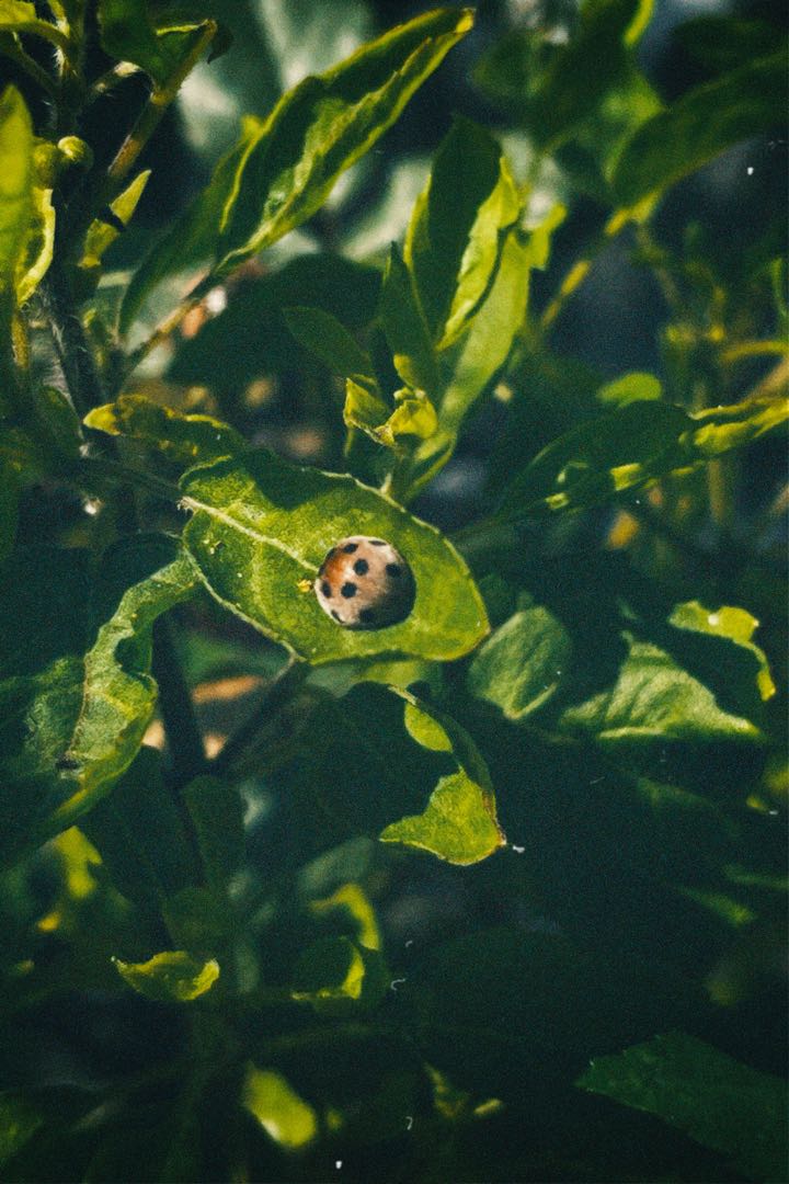 Visitor in Vintage