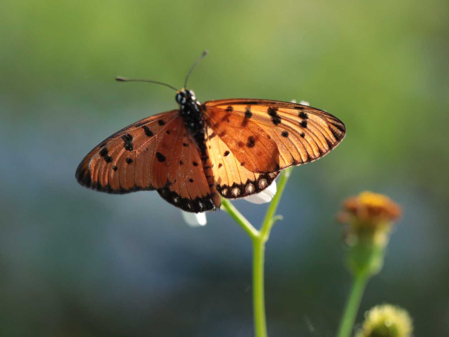 Tawny Coaster Butterfly