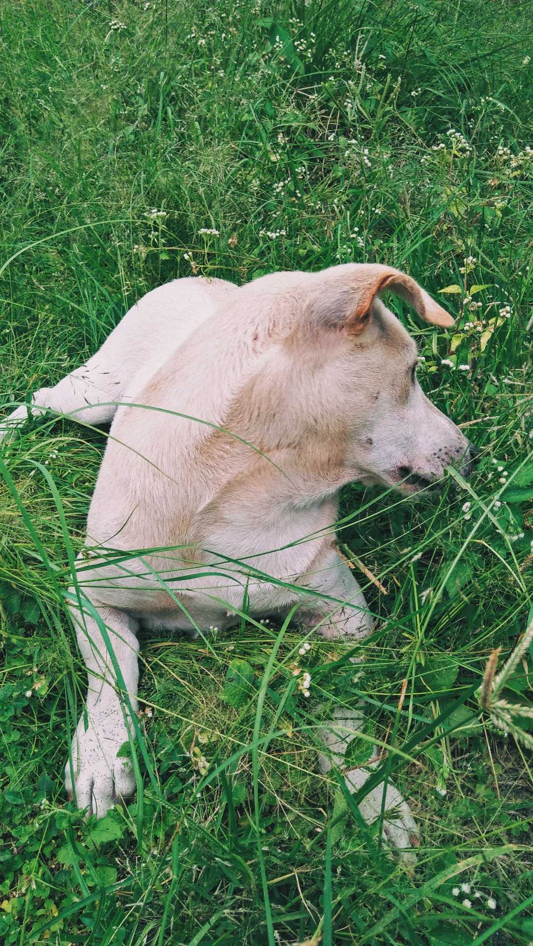 Si Manja Utih
