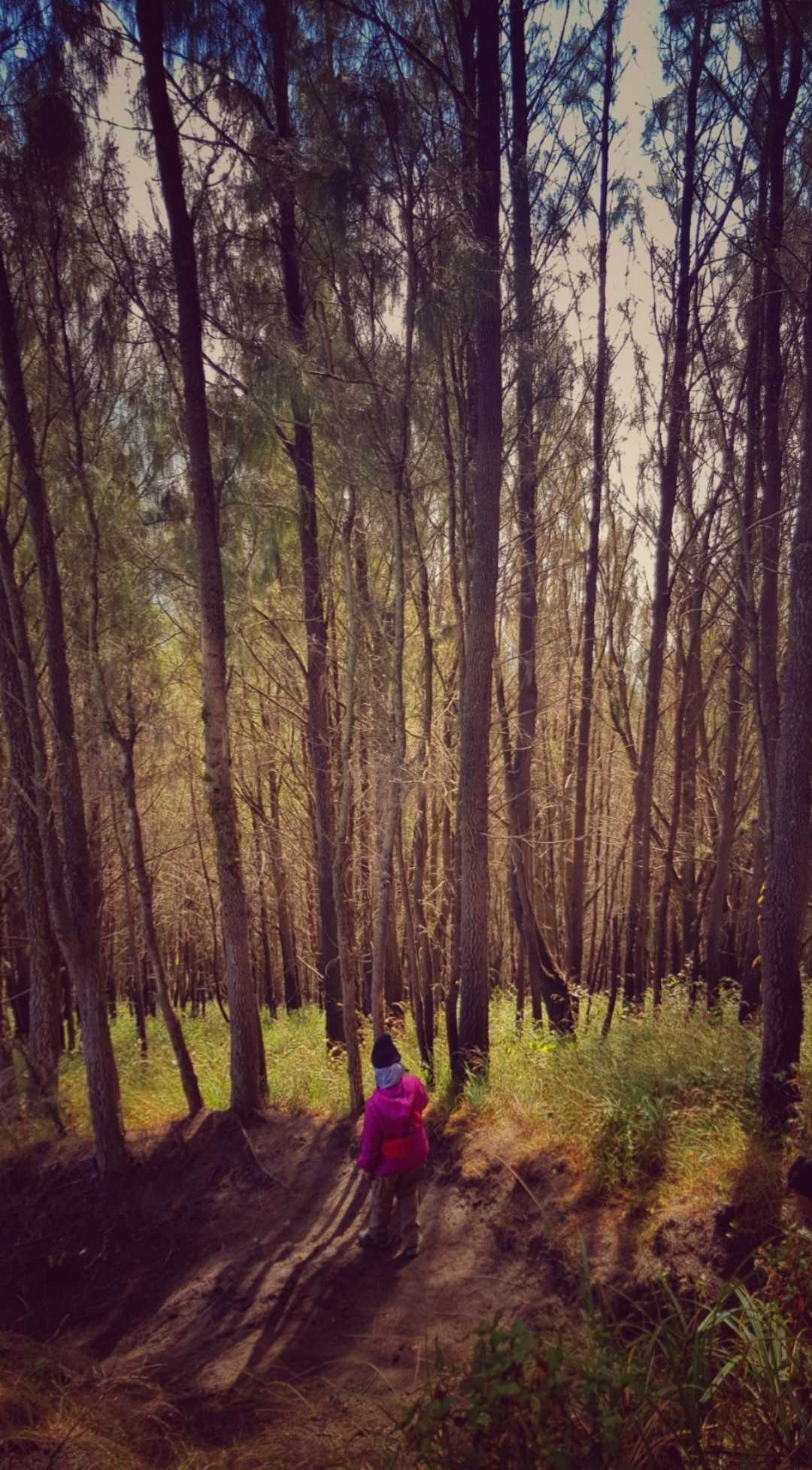 Wild n Free