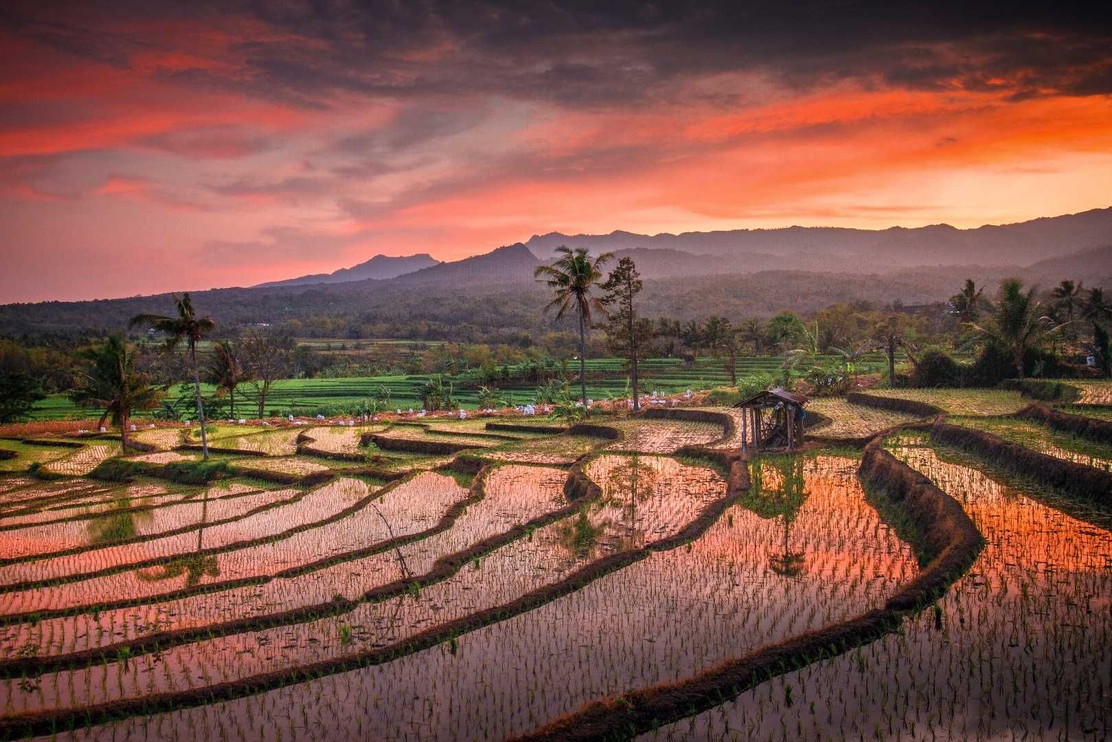 Ricefield