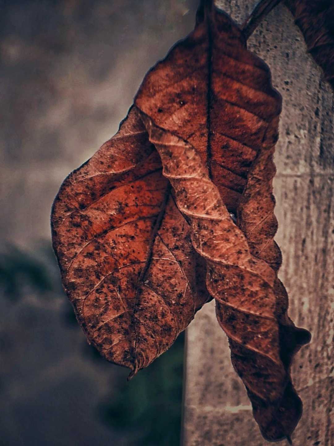Karya Seni Foto Daun Kering 