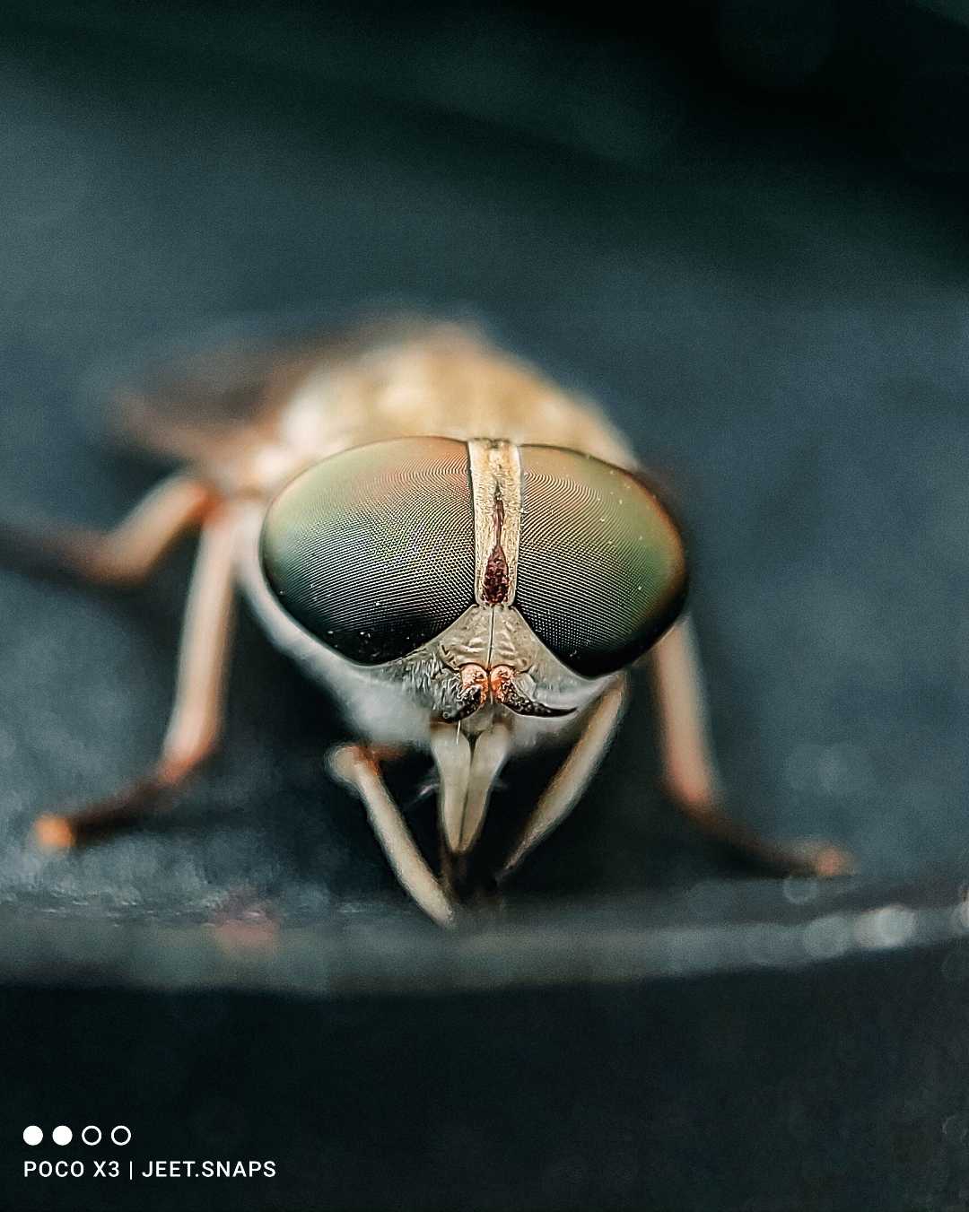 Macro 