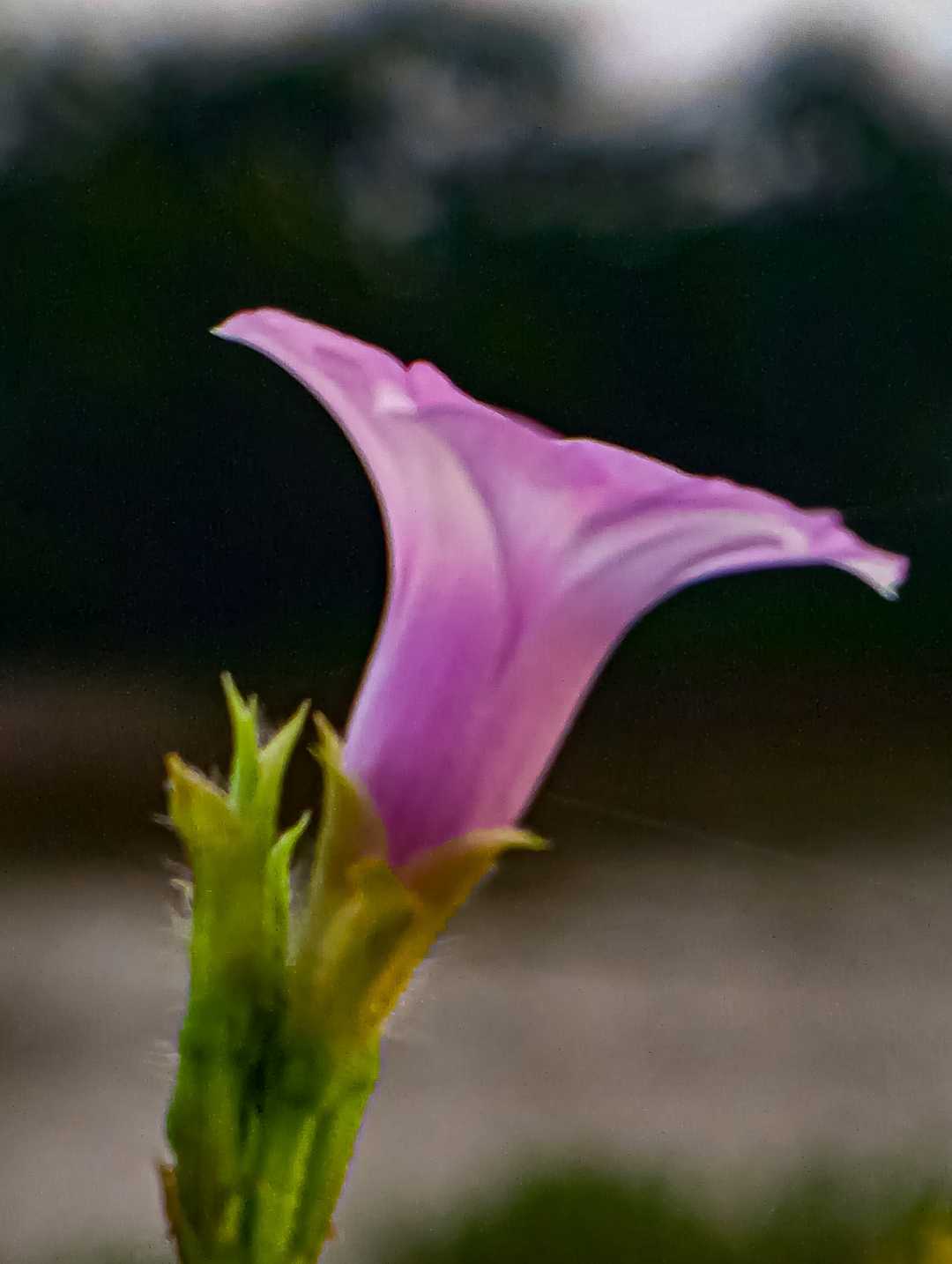 Ipomoea triloba