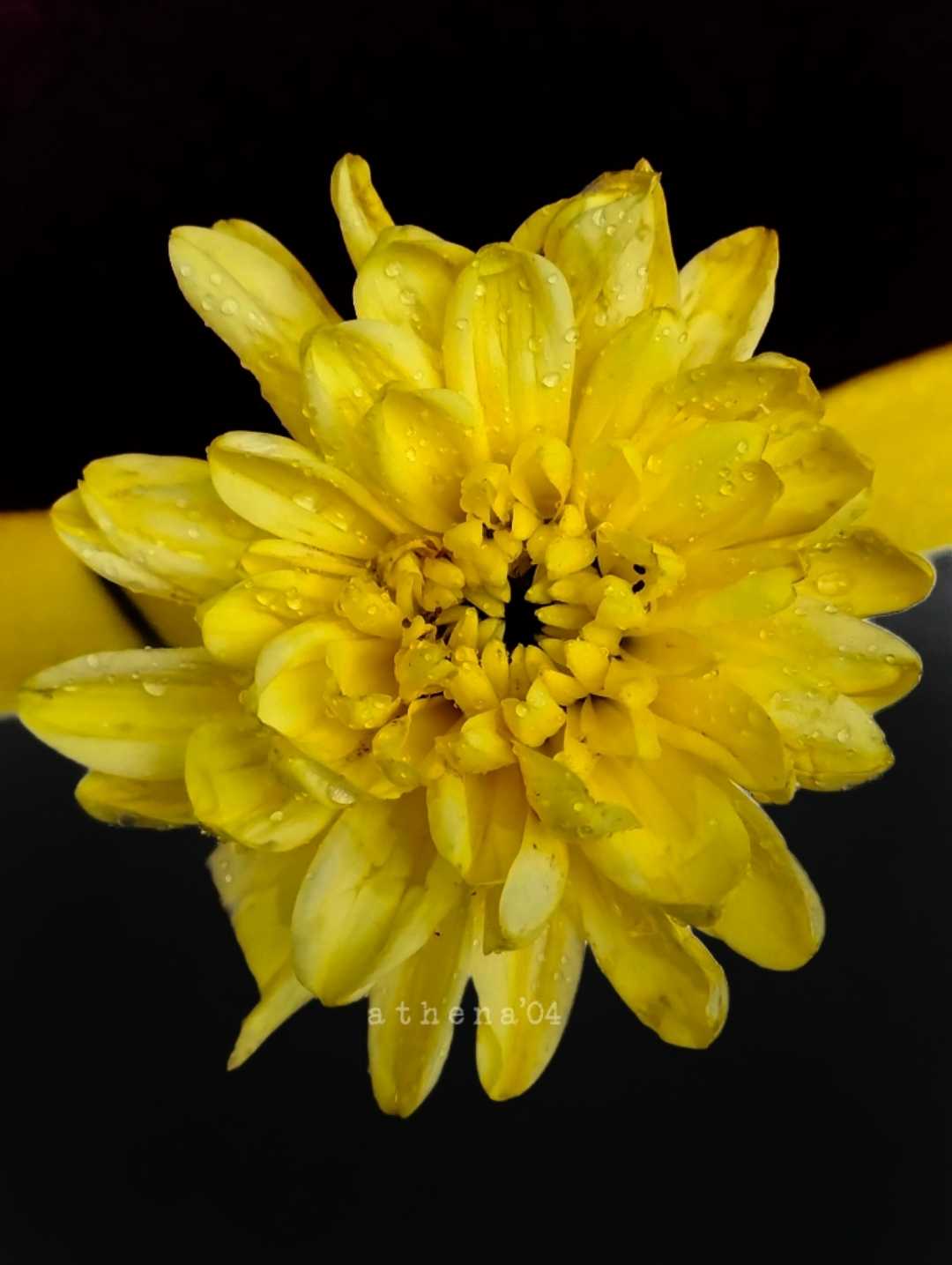 Seruni
