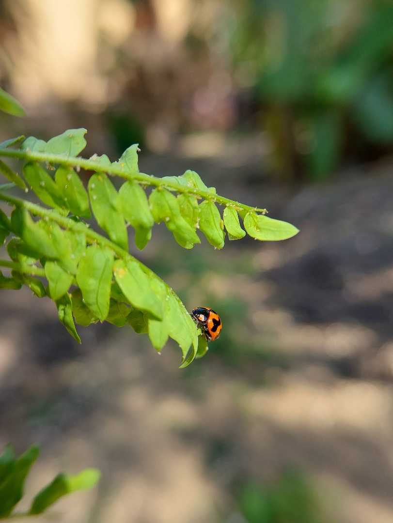 Macro shots 