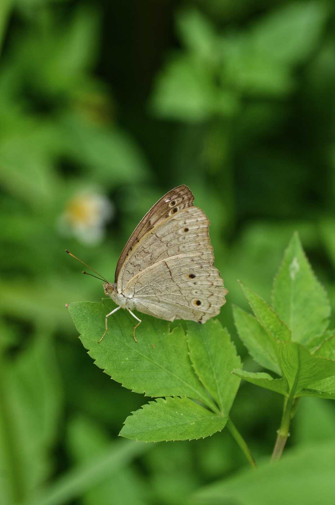Junonia Atlites (Butterfly)