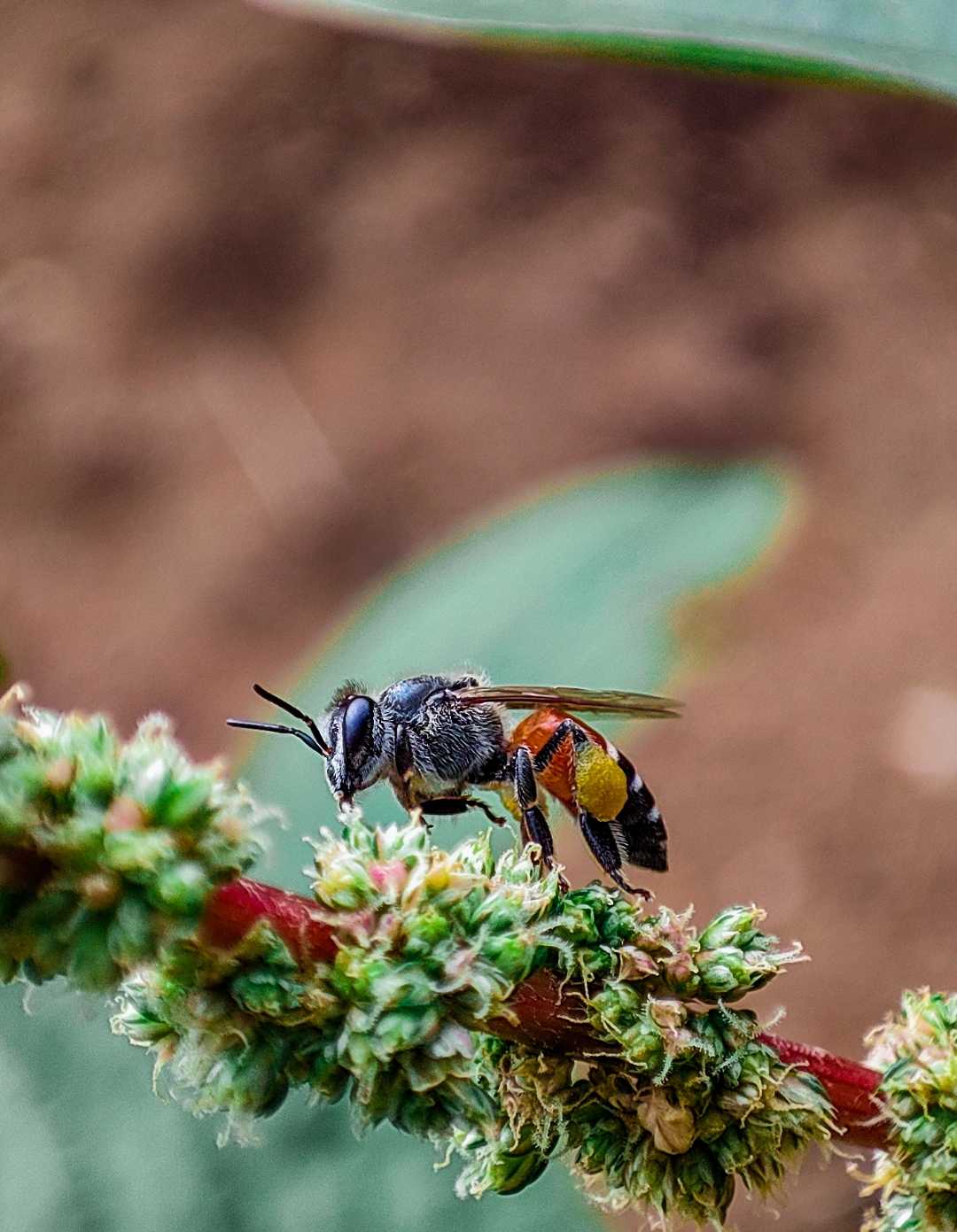 Super Bee 🐝