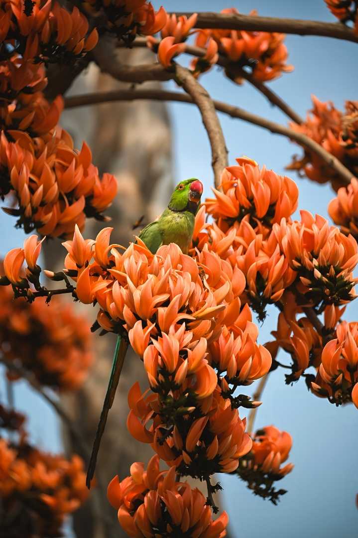 The Beauty Of Spring In Kolkata